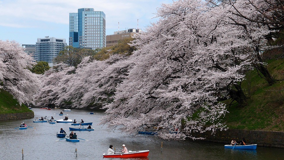 Japan's Cherry Blossom Fesival