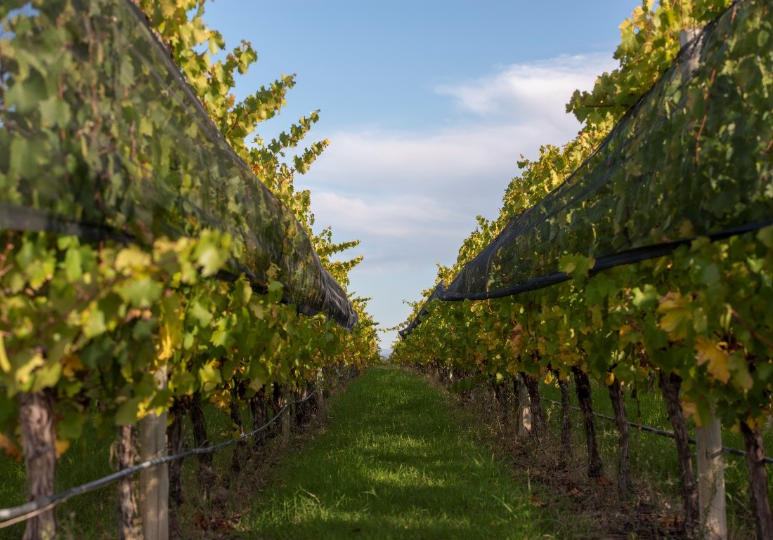 Mendoza's Grape Harvest