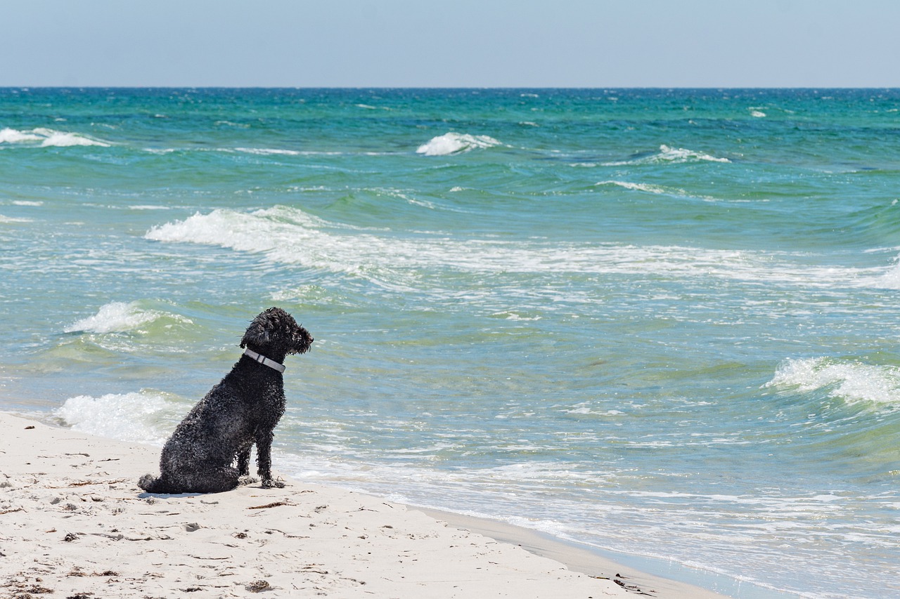 How Do I Travel on a Plane with My Dog? Jaunting