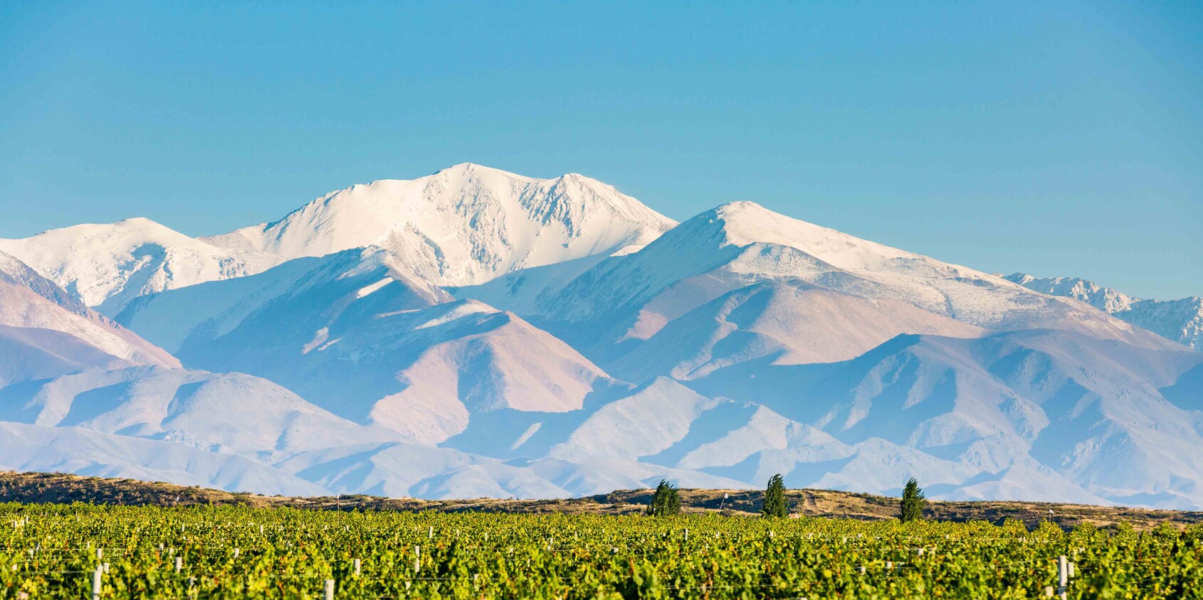 Harvest Season in Mendoza